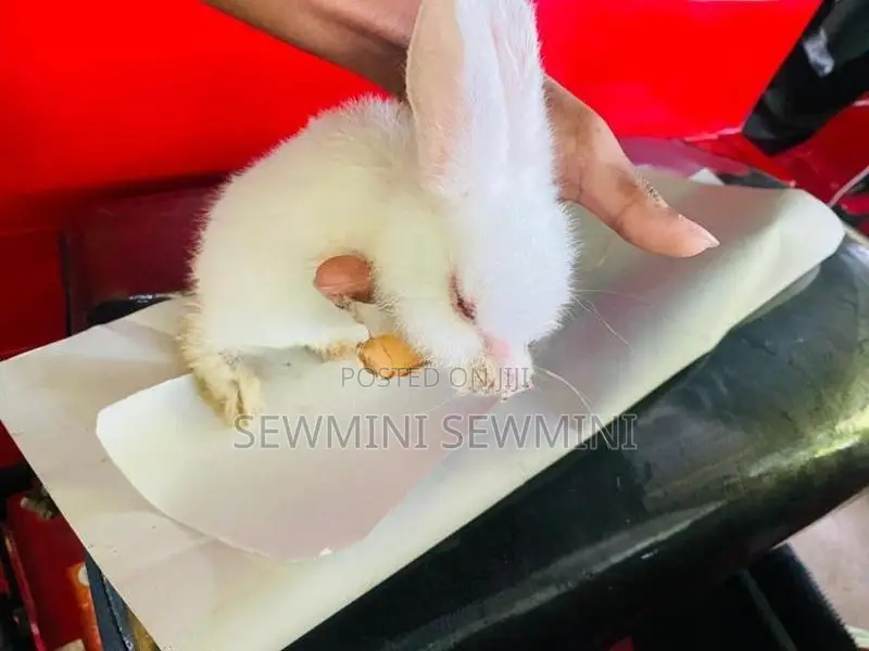 හාවන් 2ක්
