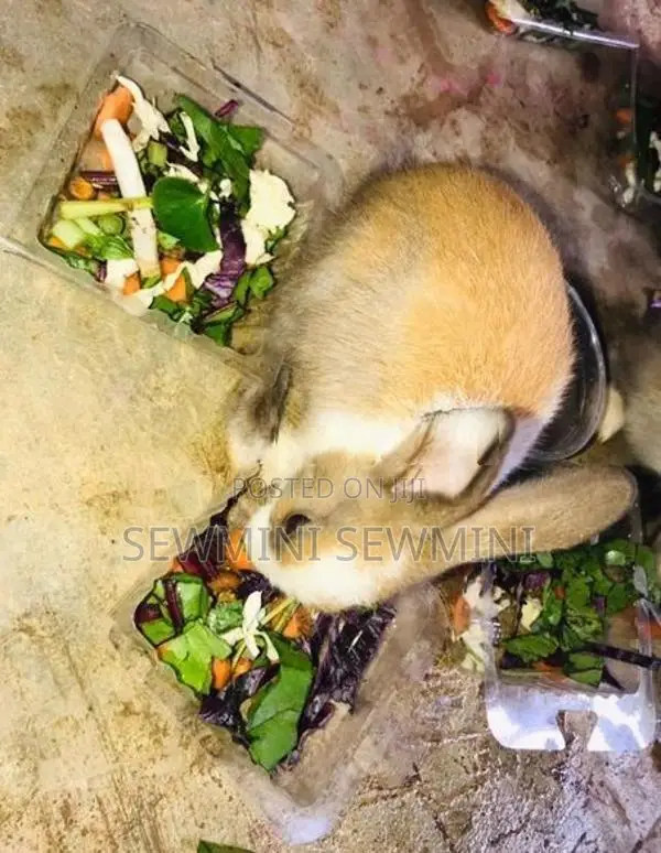 මාස 7ක ලොකු හාවියක්