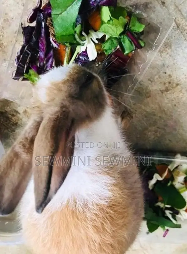 මාස 7ක ලොකු හාවියක්