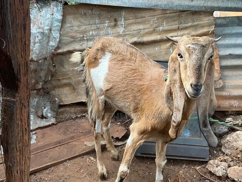 Farm Goats