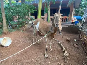 Farm Goats