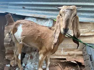 Farm Goats