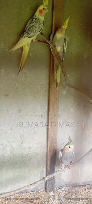 Cocktail Bird