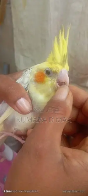 Cocktail Bird