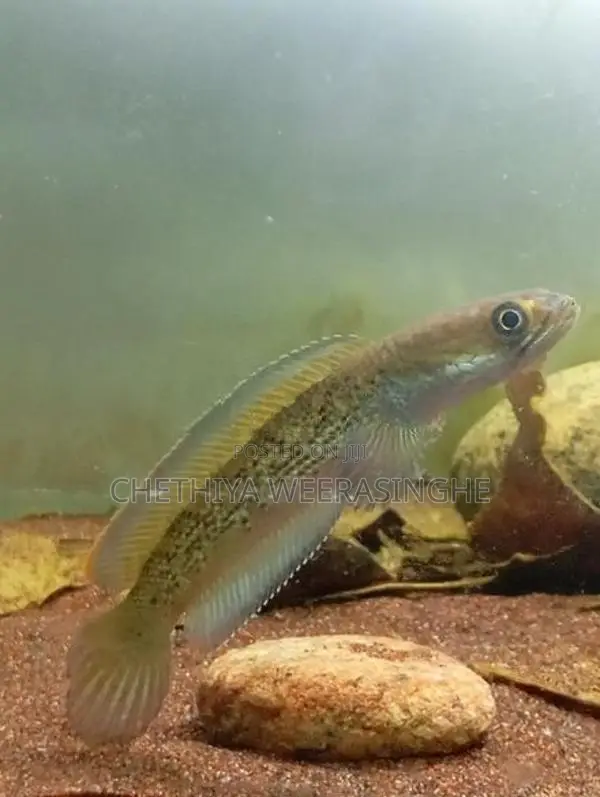 Stewarti Karbi