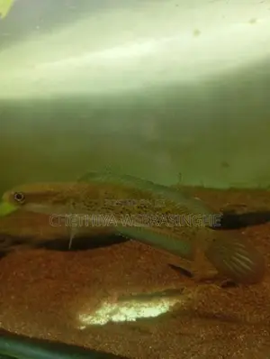 Stewarti Karbi