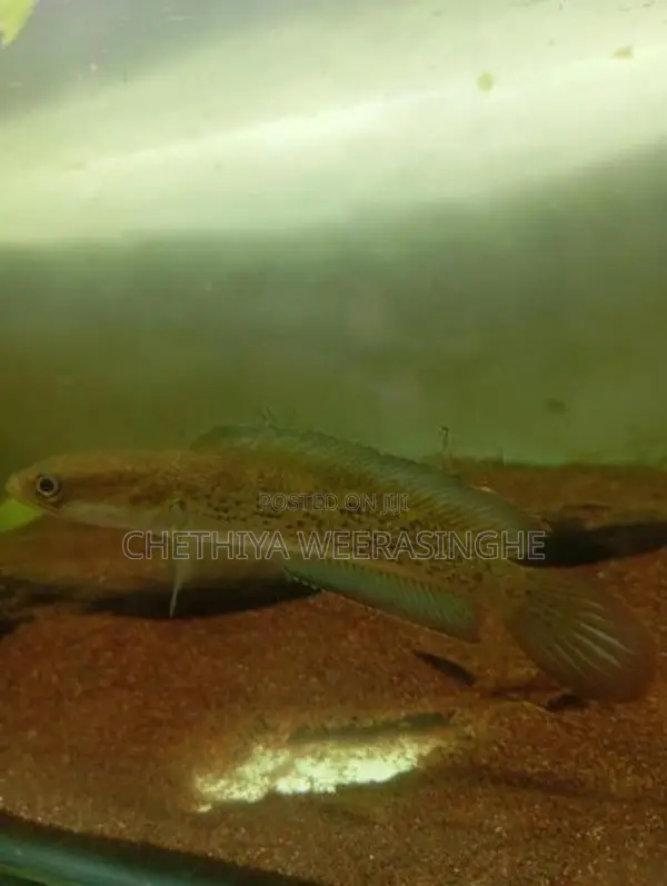 Stewarti Karbi