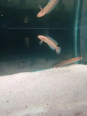 Stewarti Karbi