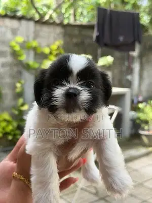 Shih Tzu Puppies