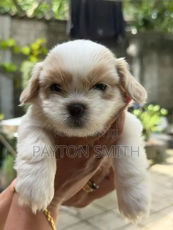 Shih Tzu Puppies