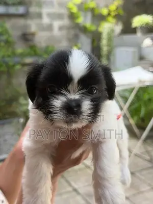 Shih Tzu Puppies