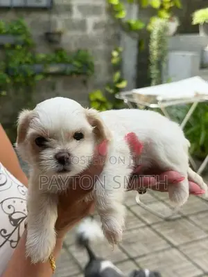 Shih Tzu Puppies