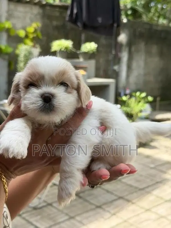 Shih Tzu Puppies