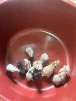 Syrian Short Hair Hamsters-8 Pair