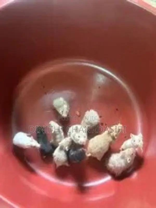 Syrian Short Hair Hamsters-8 Pair