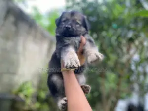 Germansheprd Puppy