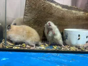 Syrian Short Hair Hamsters-8 Pair