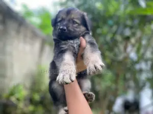 Germansheprd Puppy