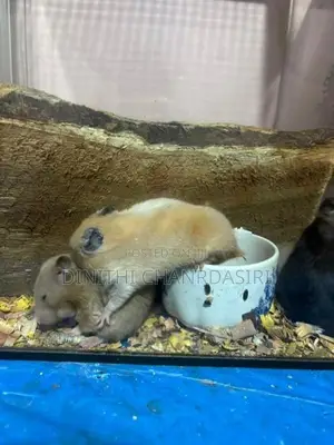 Syrian Short Hair Hamsters-8 Pair
