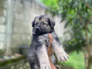 Germansheprd Puppy