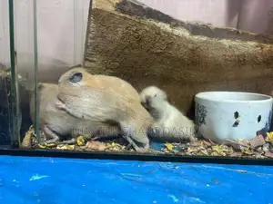 Syrian Short Hair Hamsters-8 Pair