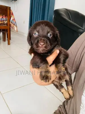 Dachshund Puppy