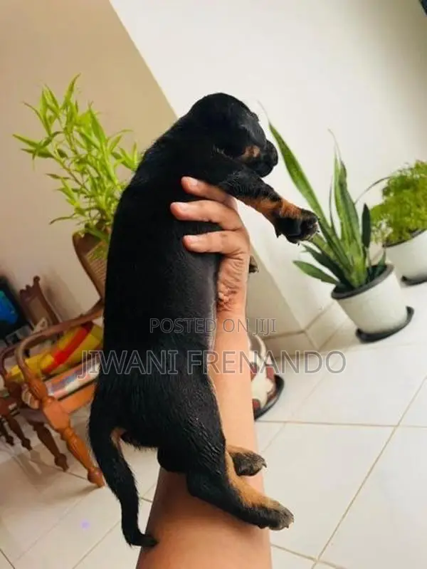 Dachshund Puppy