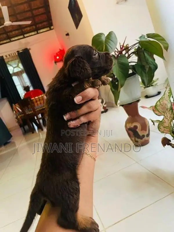 Dachshund Puppy