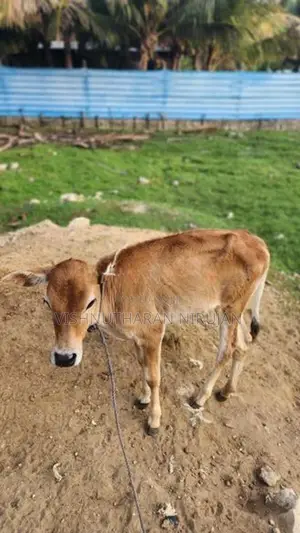 பால் மாடு