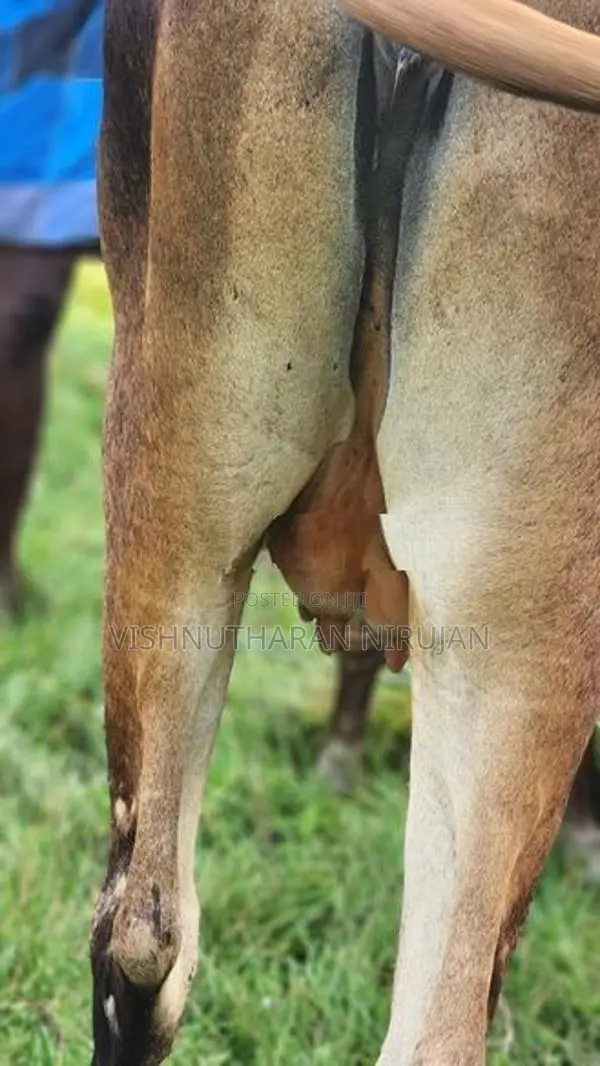 பால் மாடு
