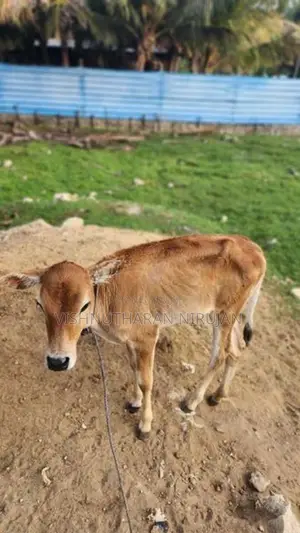 பால் மாடு