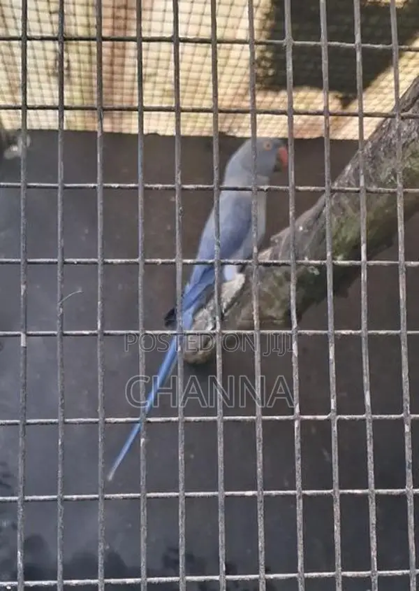 Violet female