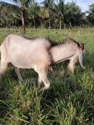 Male goat for sale