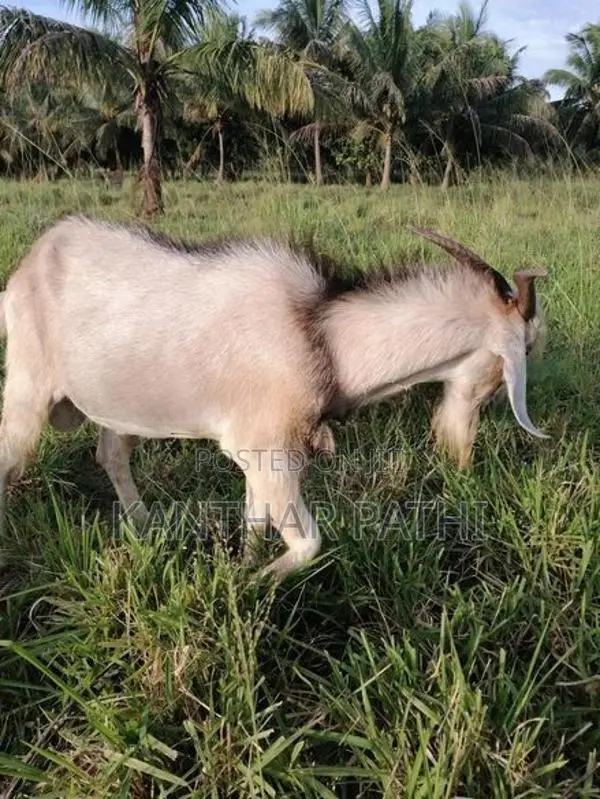 Male goat for sale