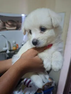 Lion Pomeranian Puppies
