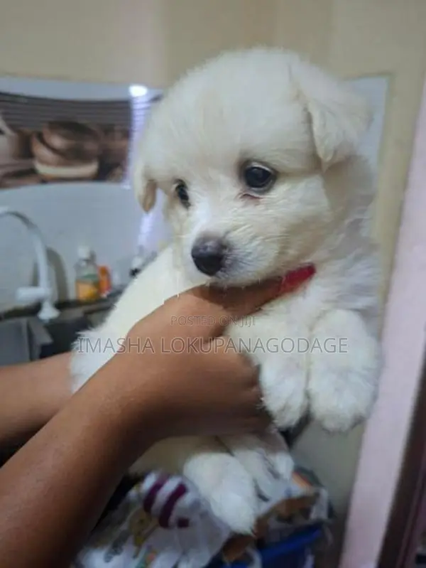 Lion Pomeranian Puppies