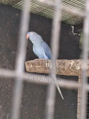 Violet female