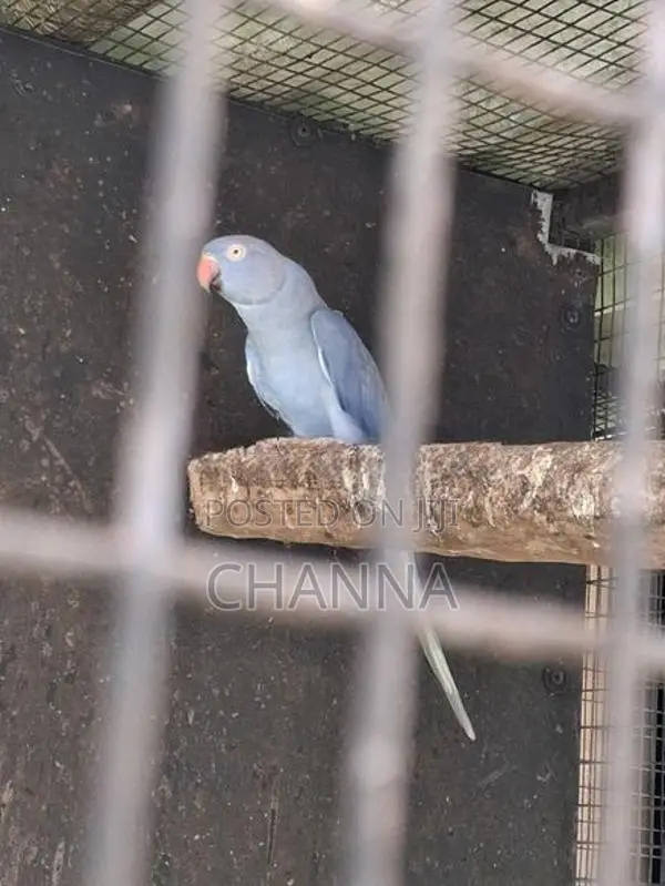 Violet female