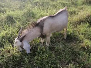 Male goat for sale