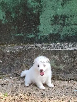 Lion Pomeranian Puppies
