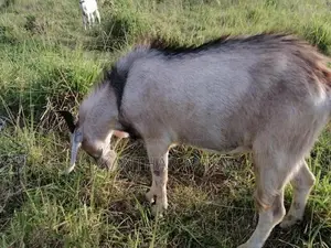 Male goat for sale