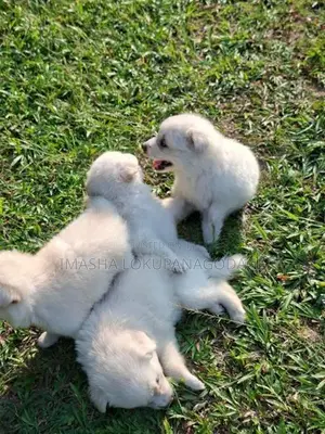 Lion Pomeranian Puppies
