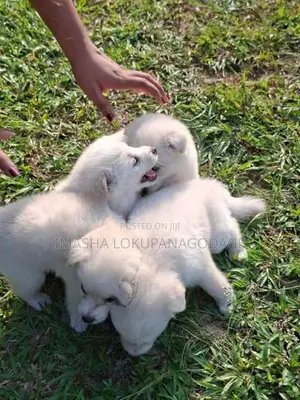 Lion Pomeranian Puppies