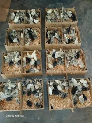 Turkey Chicks