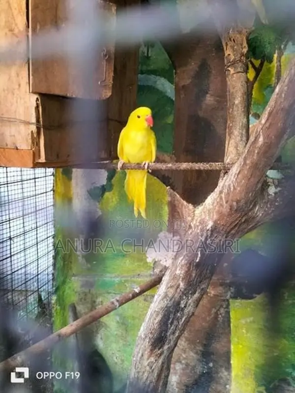 Yellow Ring Neck