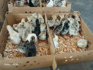 Turkey Chicks