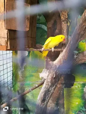 Yellow Ring Neck
