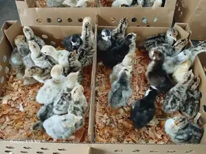 Turkey Chicks