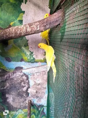 Yellow Ring Neck