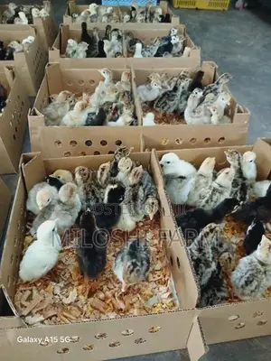 Turkey Chicks
